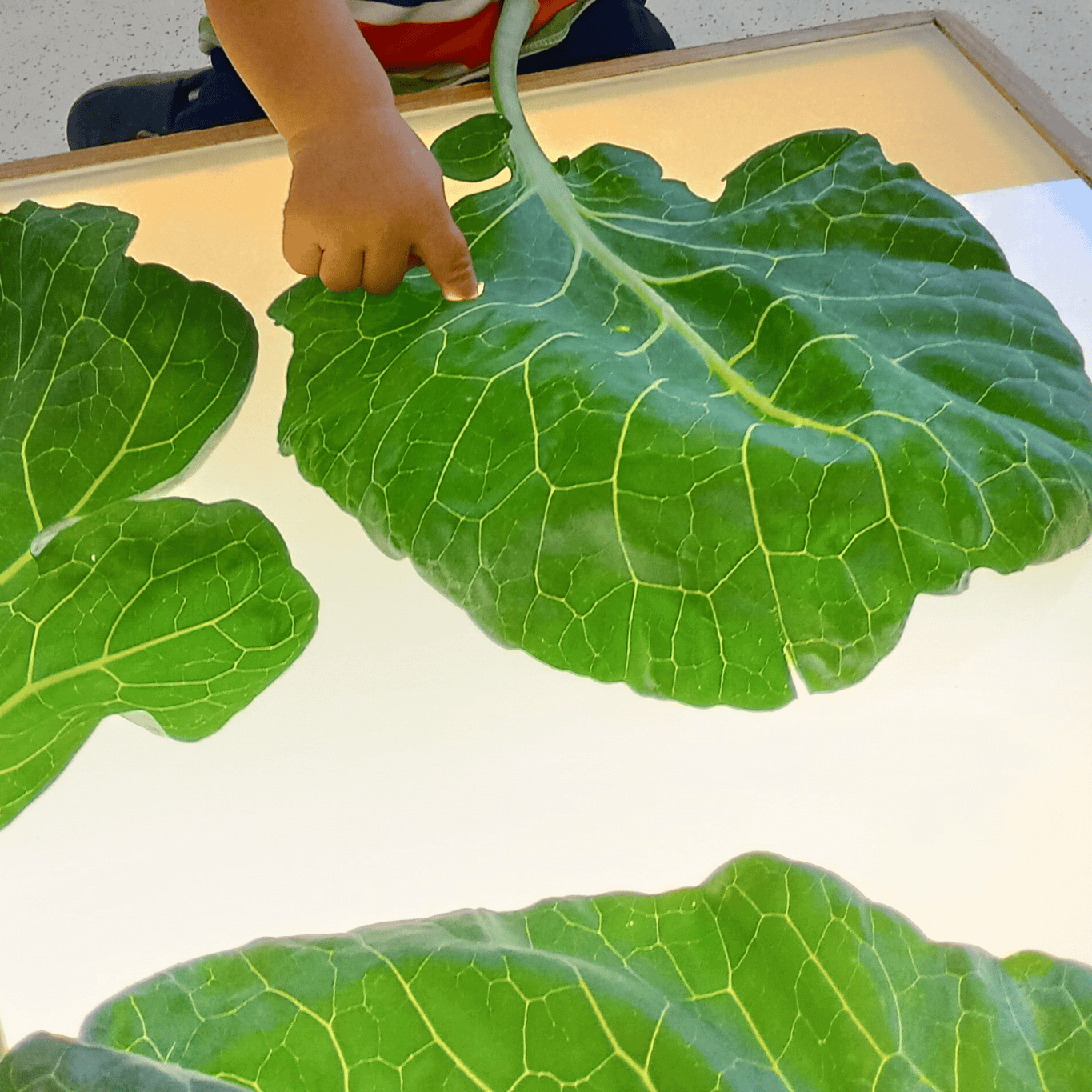 1365x1365 accordion europa cavolo